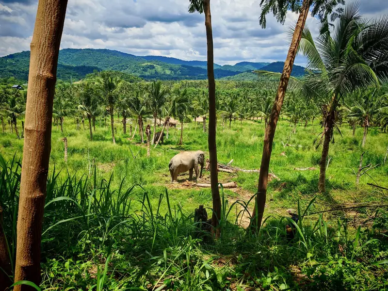 Tourists hand-feeding a rescued elephant at the Living Green Elephant Sanctuary on a Bangkok elephant tour from Bangkok, Thailand