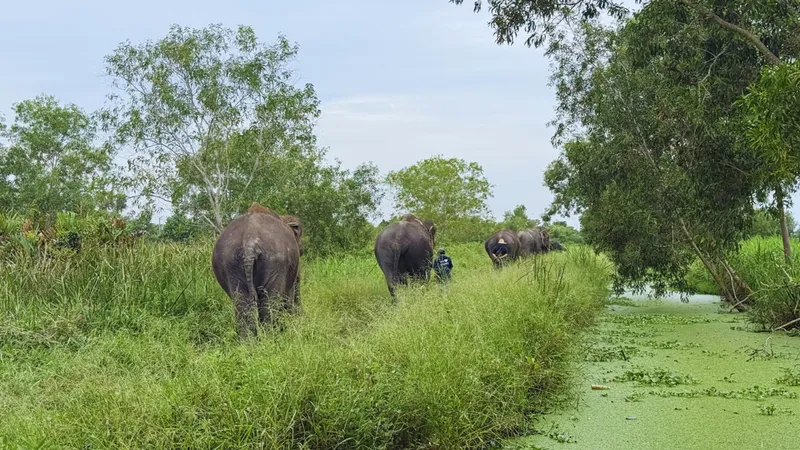 Small group of visitors bathing a rescued elephant in a mud pool on an ethical Bangkok elephant sanctuary tour with hotel transfers included