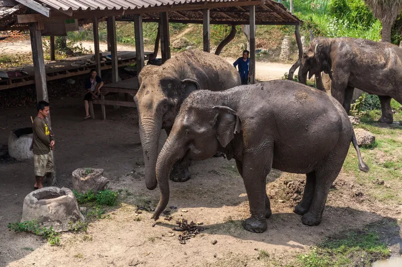 Visitors hand-feeding a rescued elephant at ElephantsWorld on a Bangkok elephant tour before visiting the Bridge on the River Kwai in Kanchanaburi, Thailand